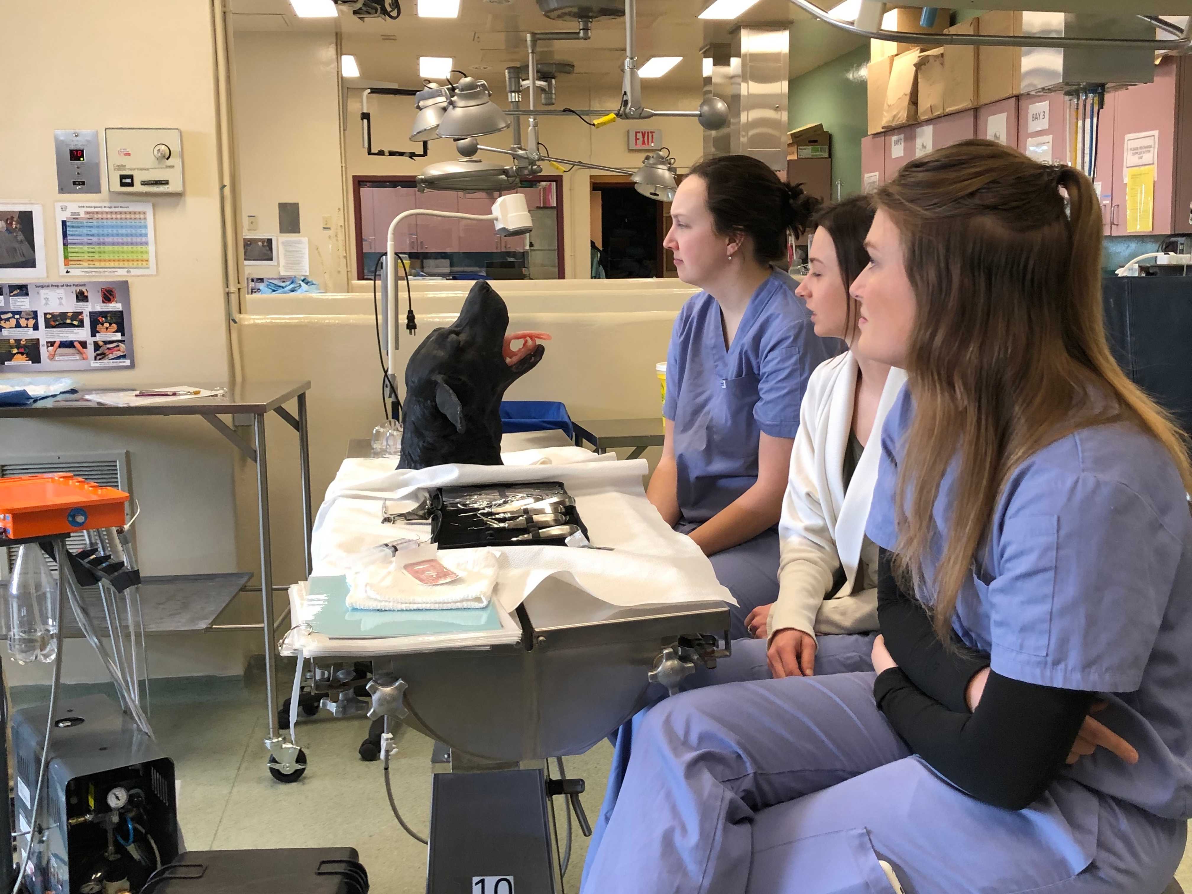 A group of vets sitting in a dentistry lab with a model dog head on the table