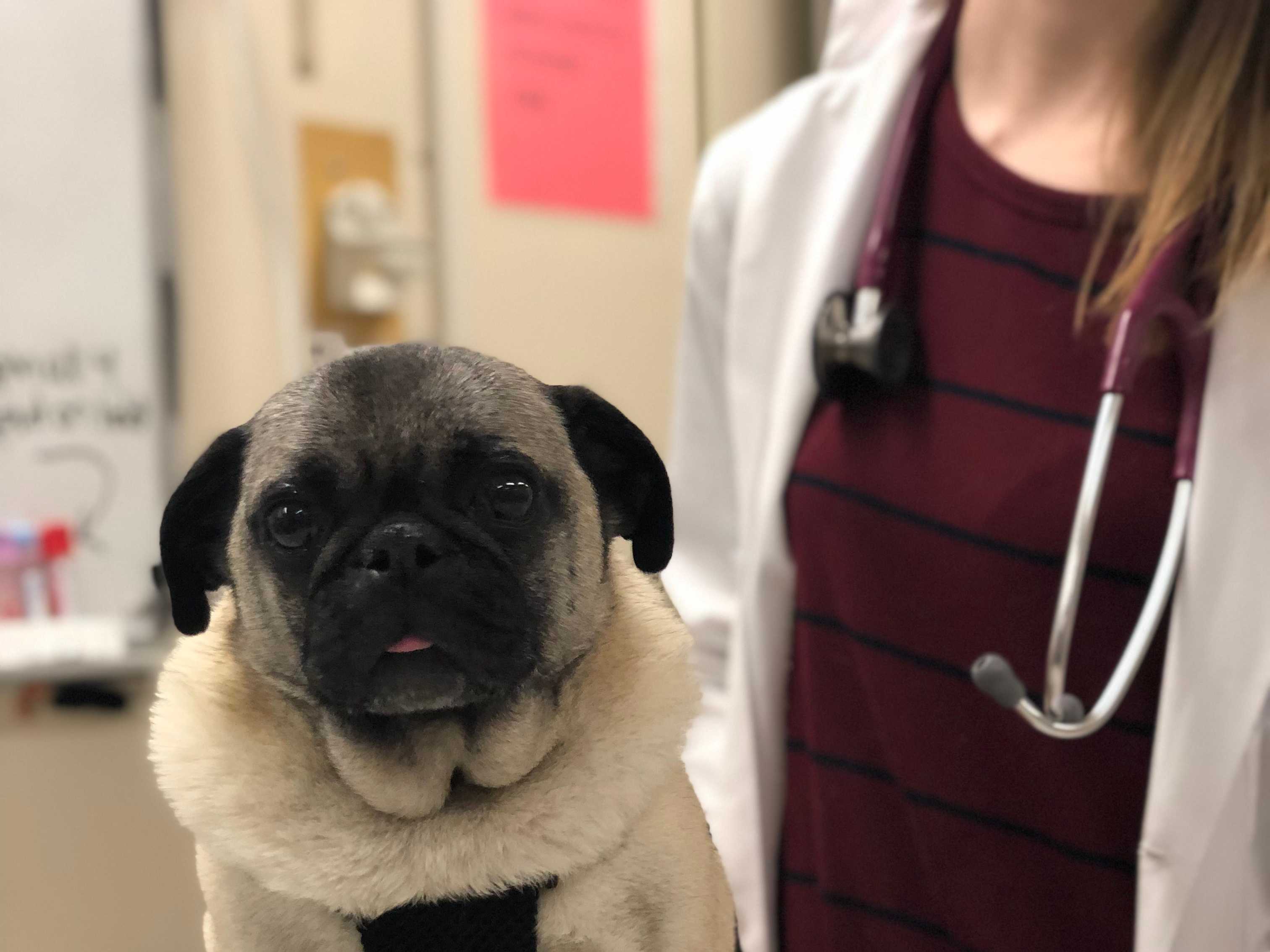 Dog sitting on a veterinarian table being handled by a person in a lab coat